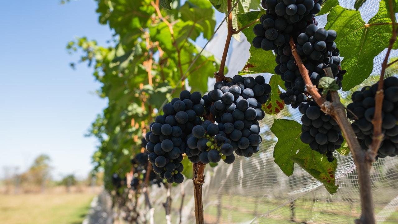 Grape vine fruit